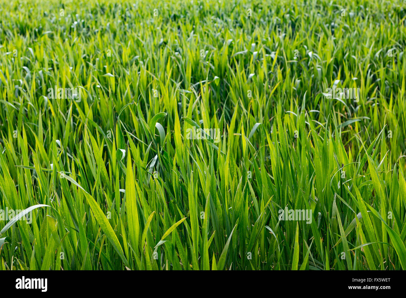 background of green grass Stock Photo - Alamy
