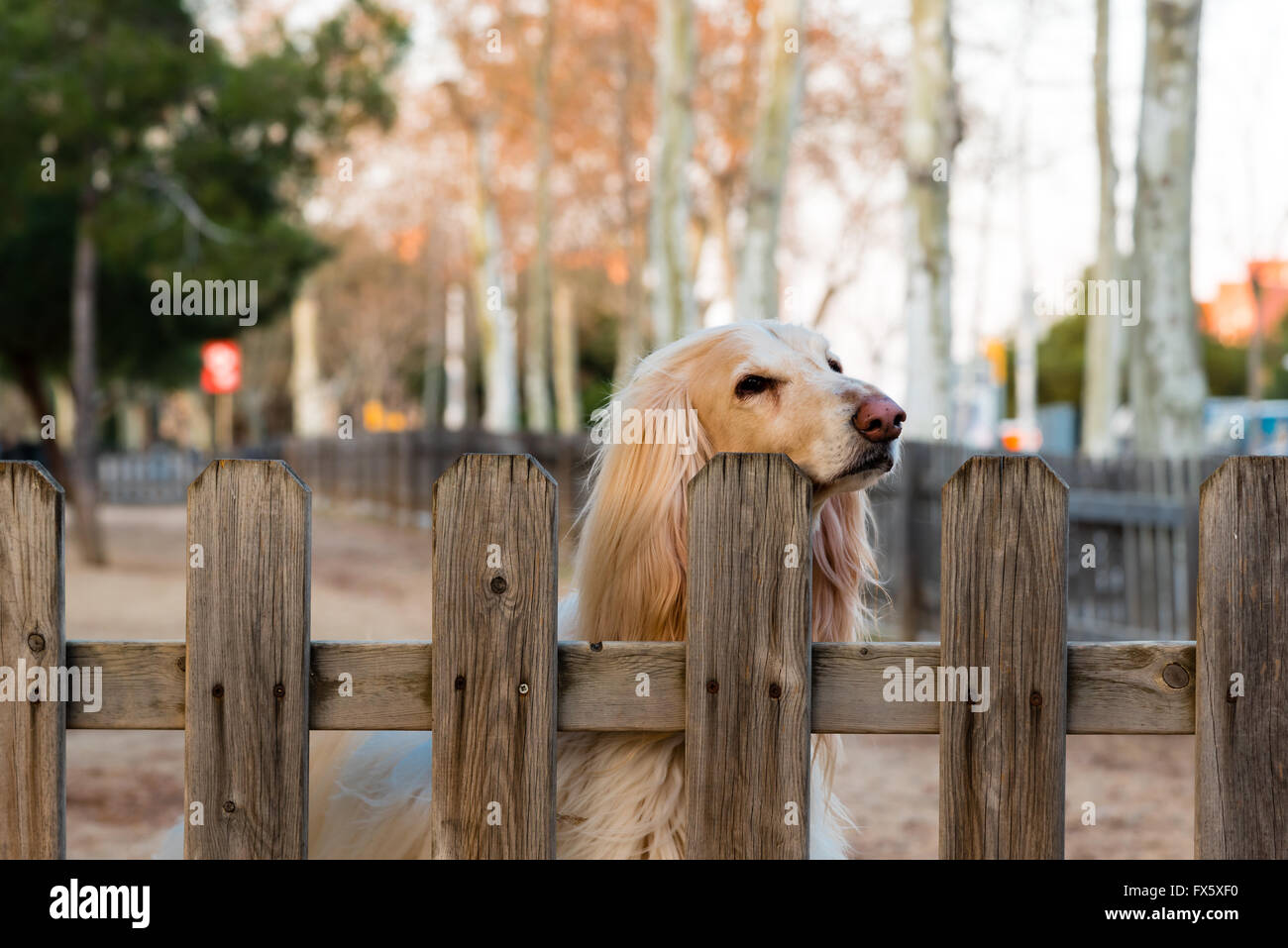 faithful blonde dog awaiting its owners return Stock Photo