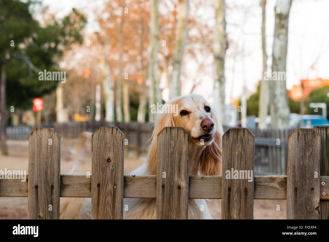 faithful blonde dog awaiting its owners return Stock Photo