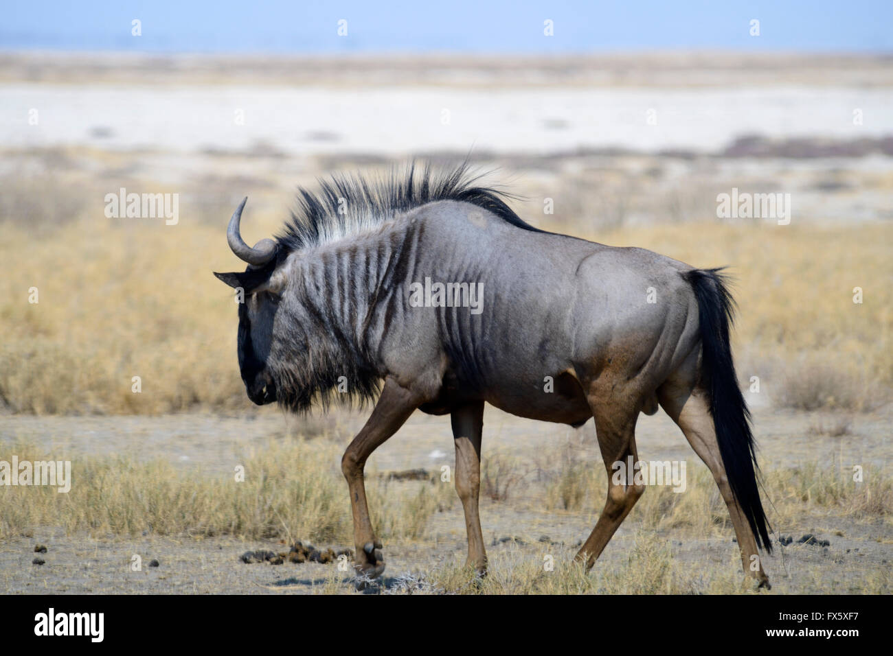 Blue Wildebeest (Connochaetes taurinus) in Etosha National Park, Namibia Stock Photo