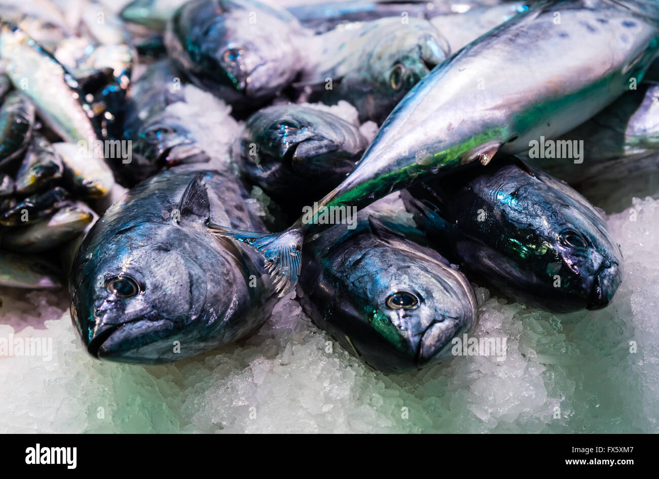 freshly caught fish on display Stock Photo Alamy
