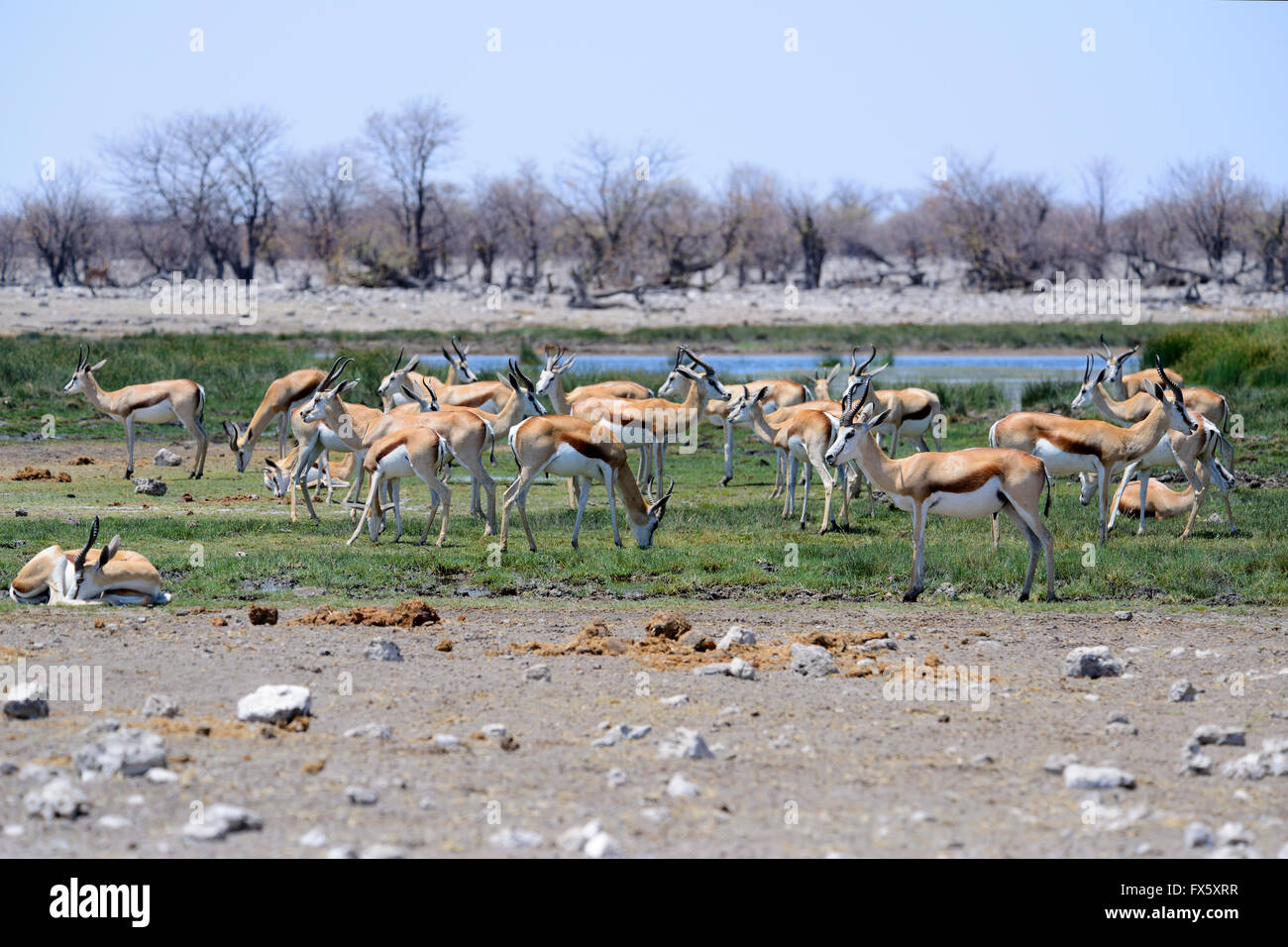 Springbok (Antidorcas marsupialis) at Rietfontein Waterhole in Etosha National Park, Namibia Stock Photo