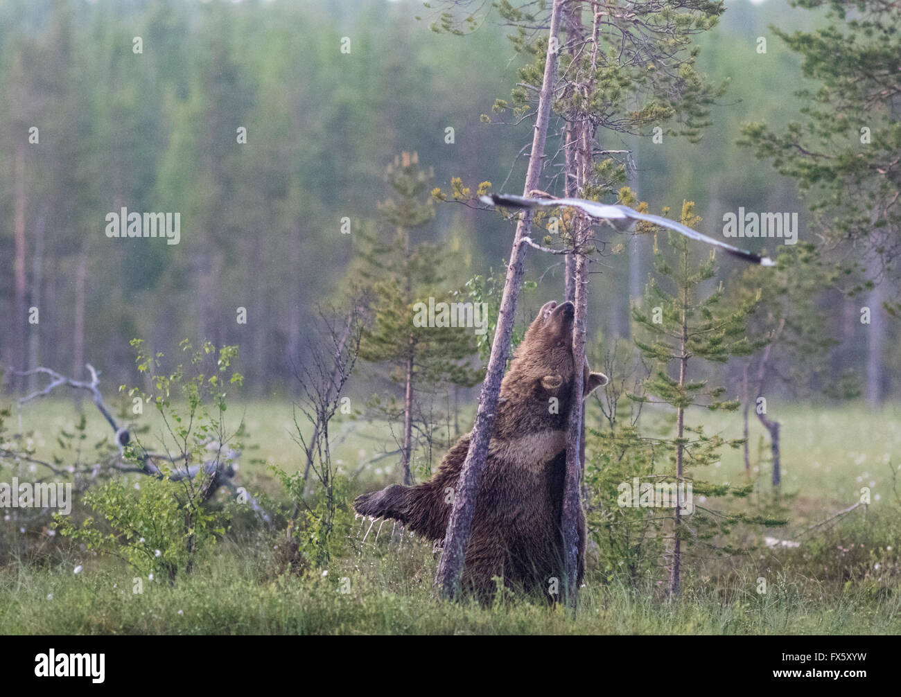 Brown bear, Ursus arctos, Standing on his back legs stretching himself towards a Common gull flying over him, Kuhmo, Finland Stock Photo