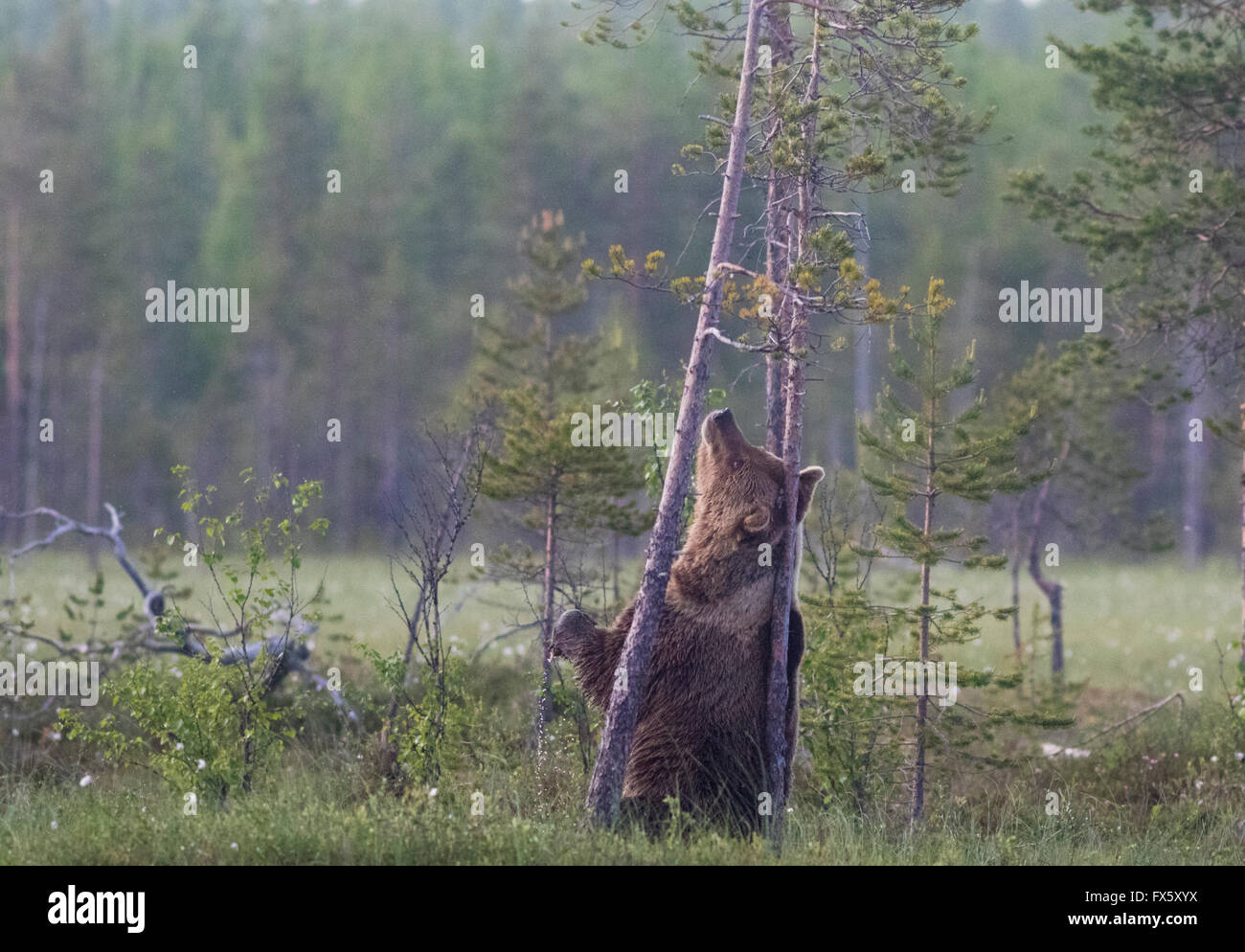 Brown bear, Ursus arctos, Standing on his back legs, scratching his back agains a pine tree, Kuhmo, Finland Stock Photo