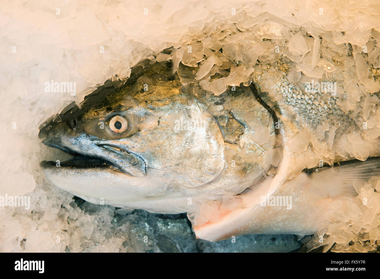 King salmon hires stock photography and images Alamy