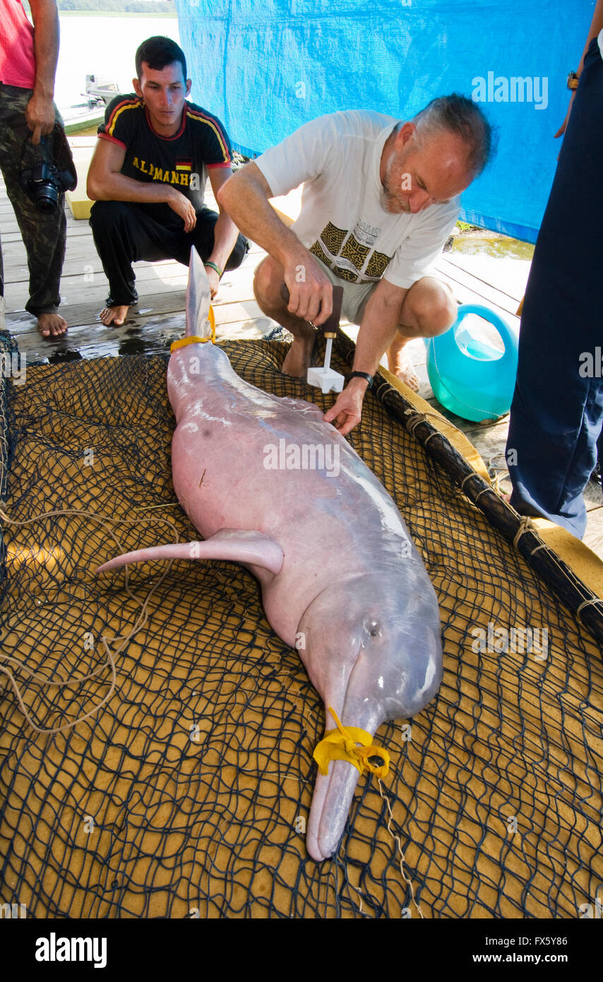 UK Biologist Tony Martin, freeze-marking Amazon River Dolphin or 'Boto' (Inia geoffrensis) Stock Photo