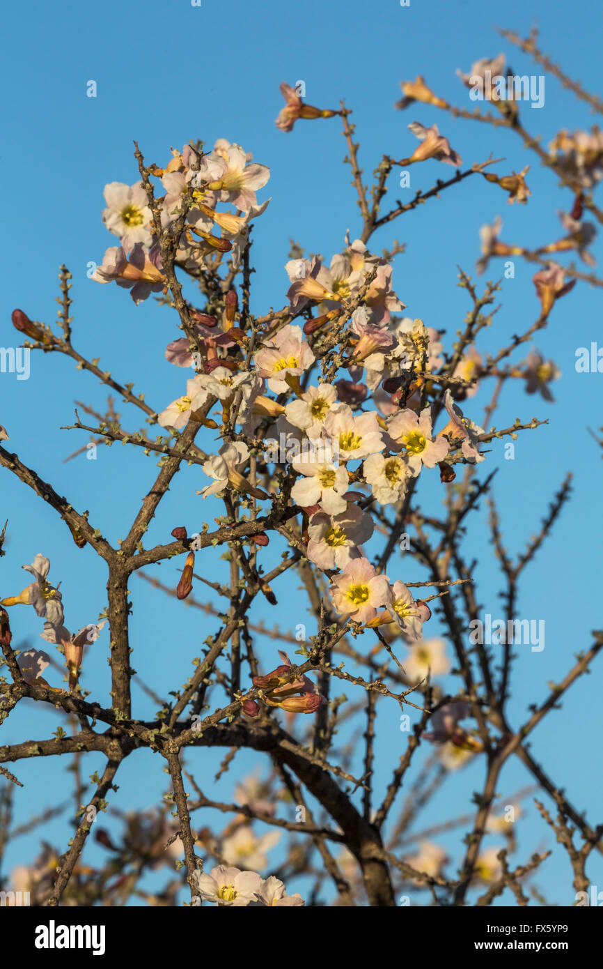 Driedoring (Rhigozum trichotomum) in flower, Kgalagadi Transfrontier
