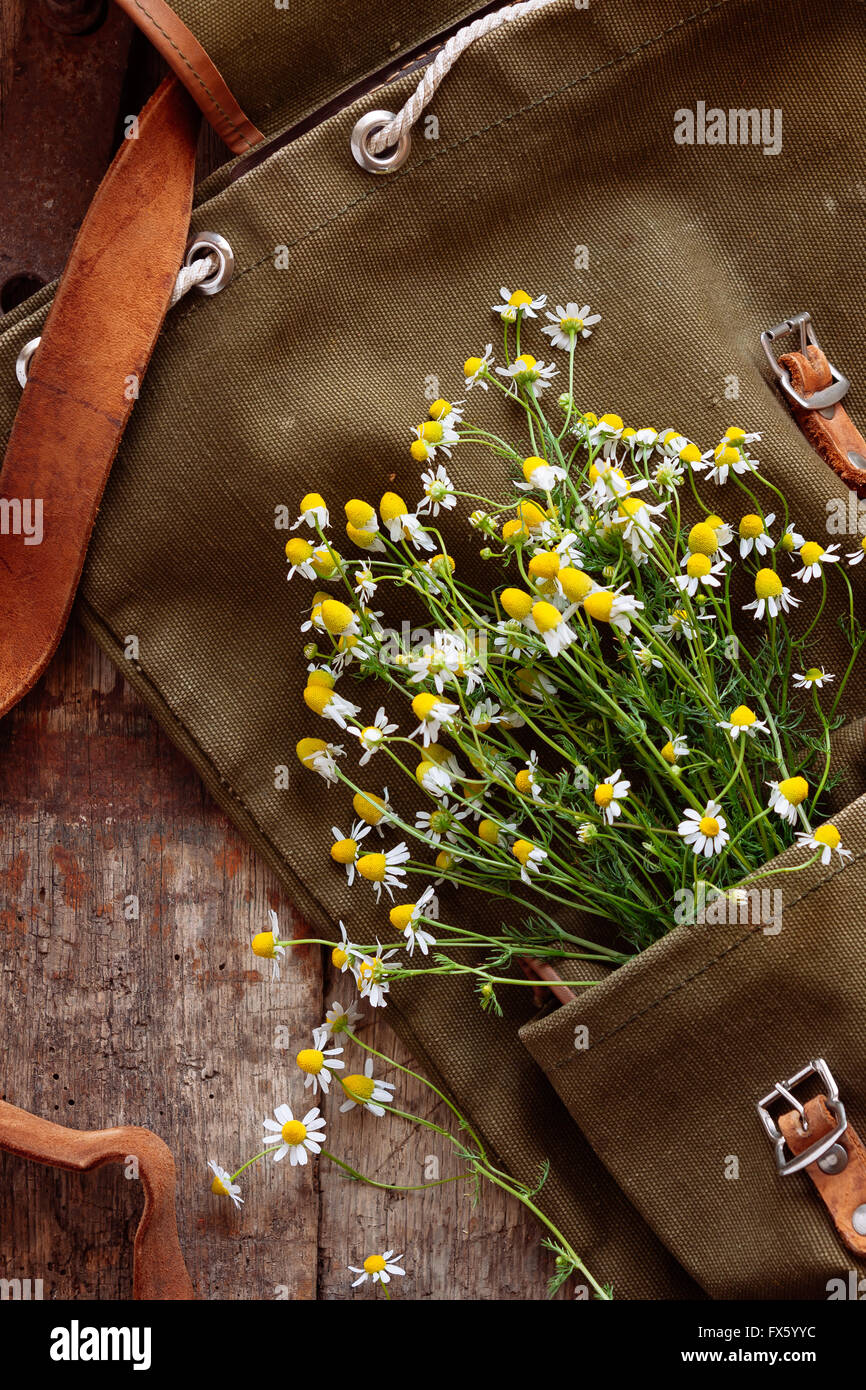 Vintage backpack with freshly picked chamomile flowers in its pocket Stock Photo