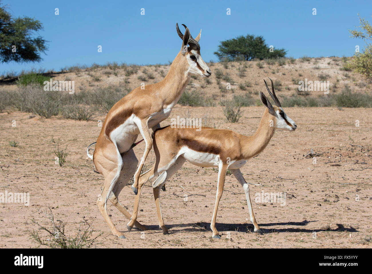 Springbok (Antidorcas marsupialis) mating, Kgalagadi Transfrontier Park, South Africa Stock Photo