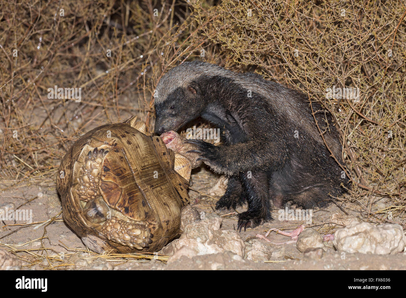 Honey Badger or ratel (Mellivora capensis) eating leopard tortoise  (Geochelone pardalis), Kgalagadi, South Africa Stock Photo - Alamy