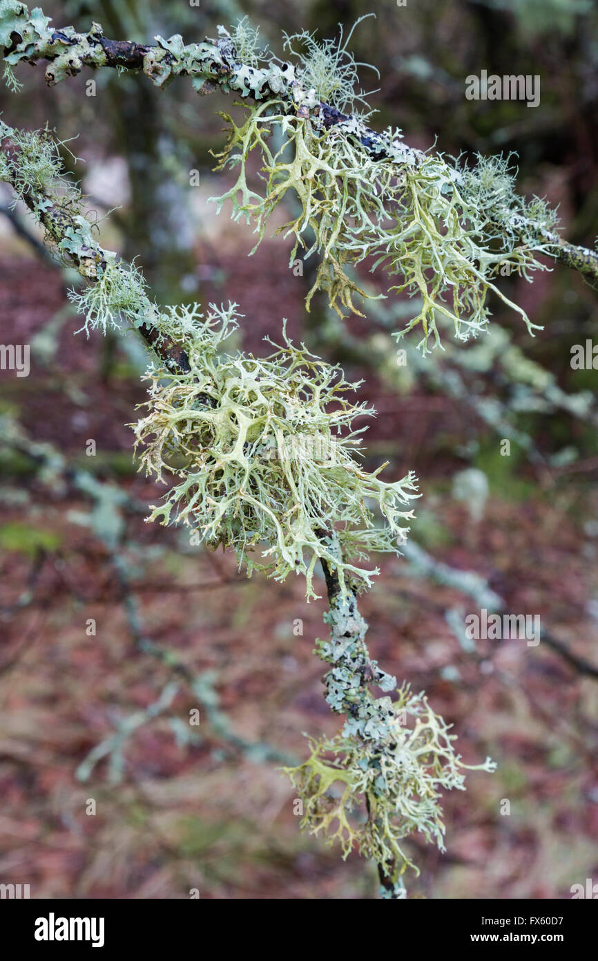 Lichens on tree branch, Kielder forest, Northumberland Stock Photo