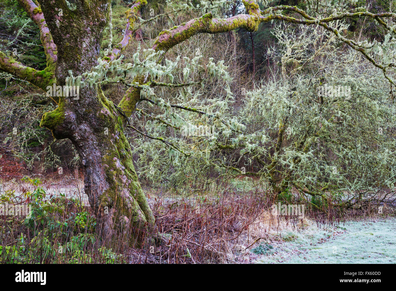 Tree festooned with hanging lichen (Usnea sp), Kielder forest, Northumberland, Stock Photo