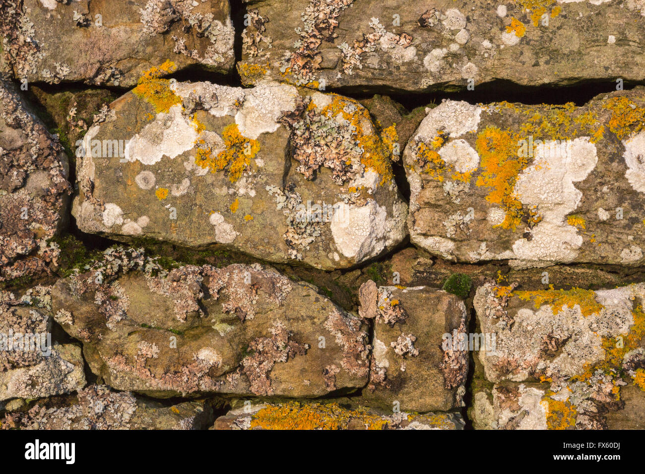 Lichen on stone wall hi-res stock photography and images - Alamy