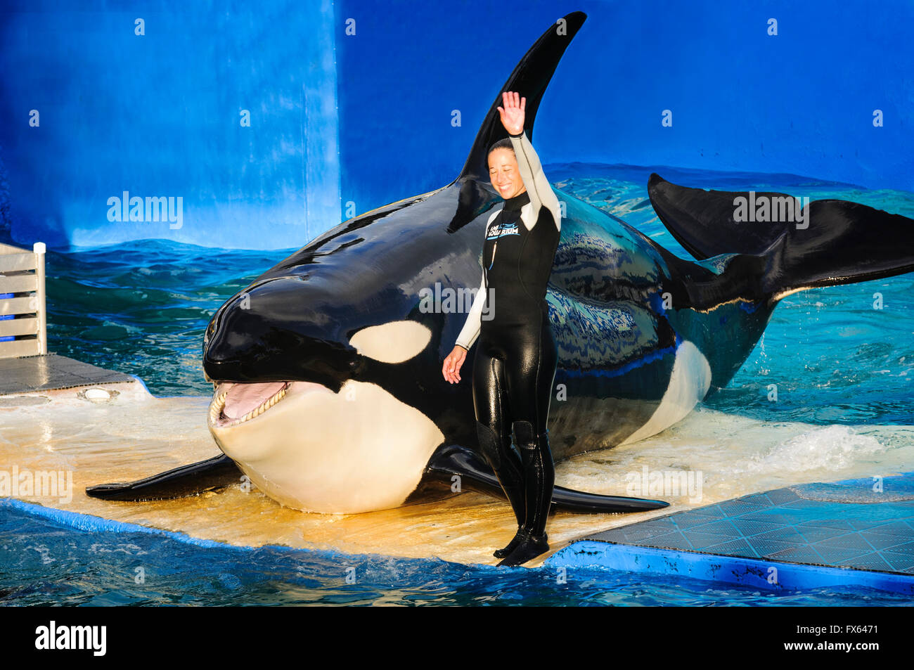 MIAMI,US - JANUARY 24,2014: Lolita,the killer whale at the Miami Seaquarium.Founded in 1955,the oldest oceanarium in the USA Stock Photo