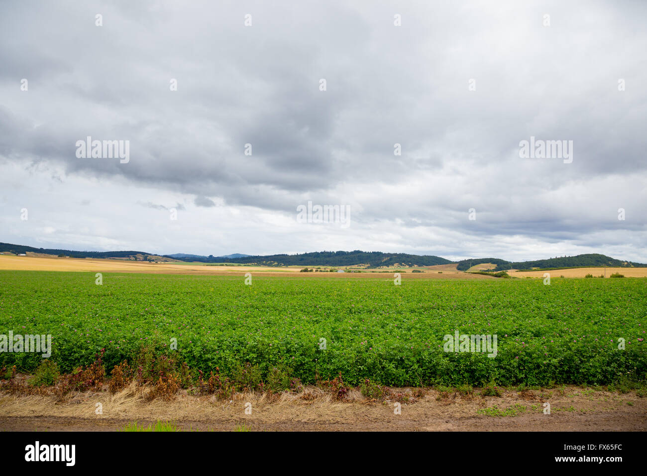 Alfalfa crop in the country grown on a large agriculture farm. Stock Photo