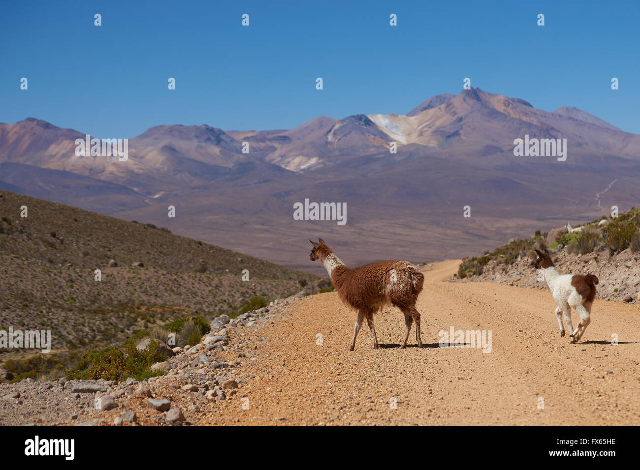 Adult llama (Lama glama) and offspring in Lauca National Park, northern Chile. Stock Photo
