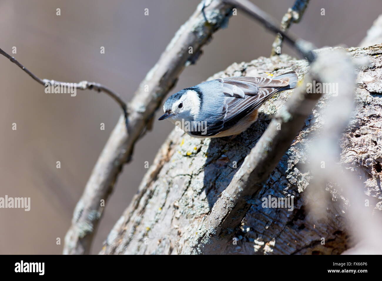 The whitebreasted nuthatch is a small songbird Stock Photo Alamy