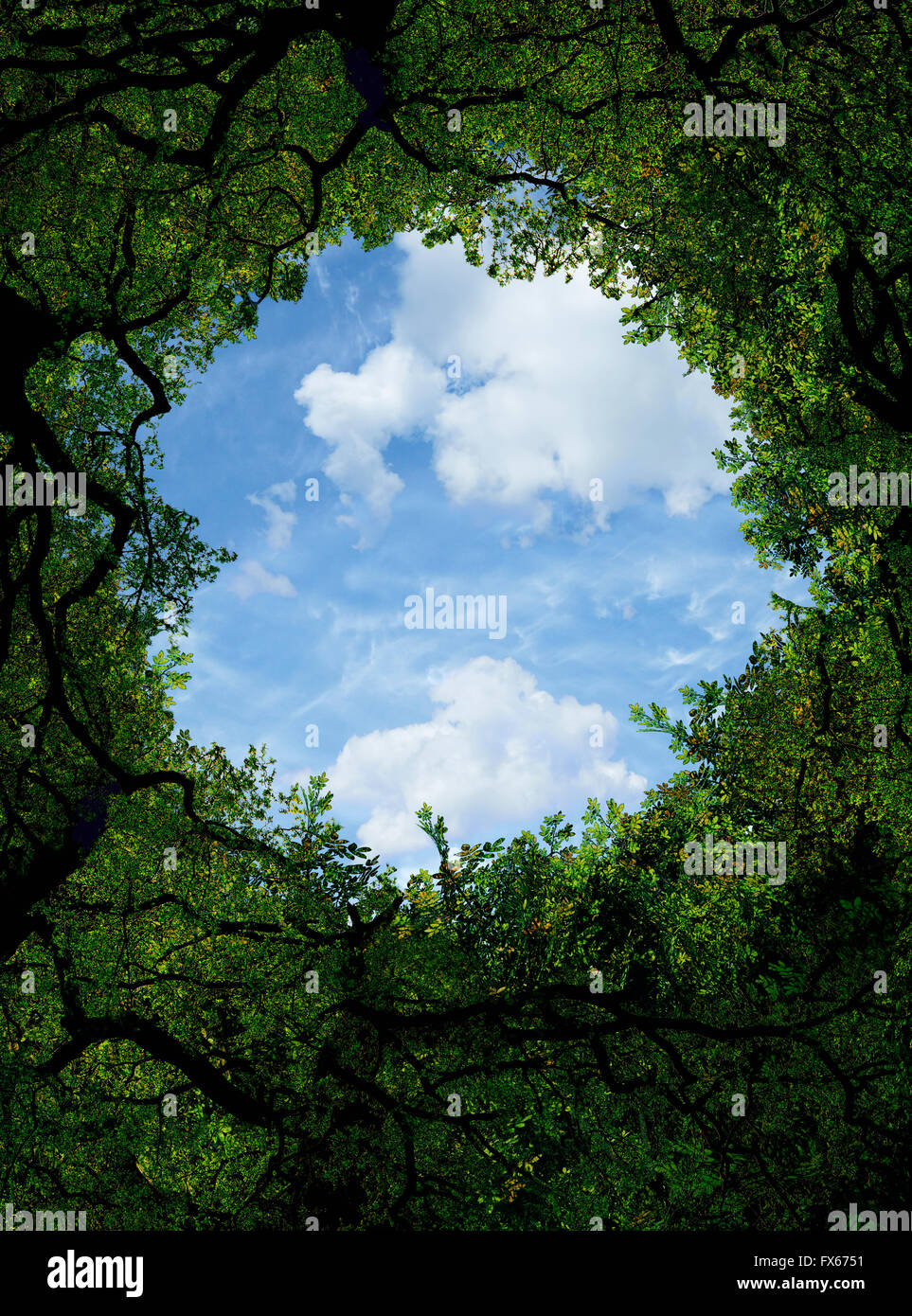 Low angle view of sky and tree canopy Stock Photo