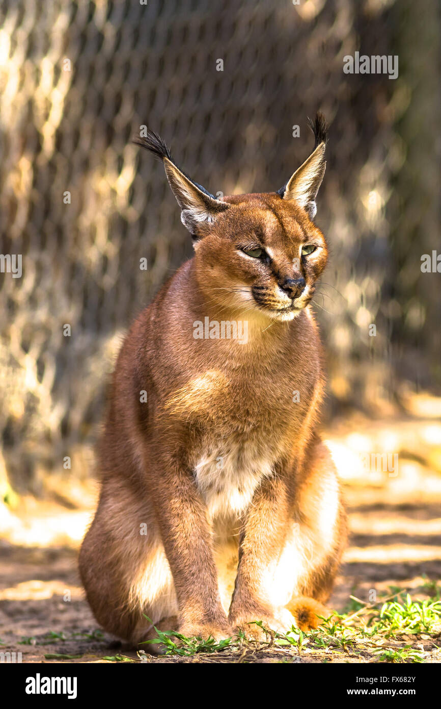 Caracal caracal running hires stock photography and images Alamy