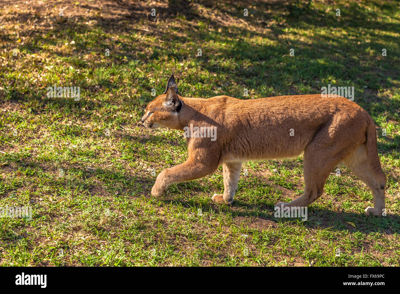 Caracal caracal running hires stock photography and images Alamy
