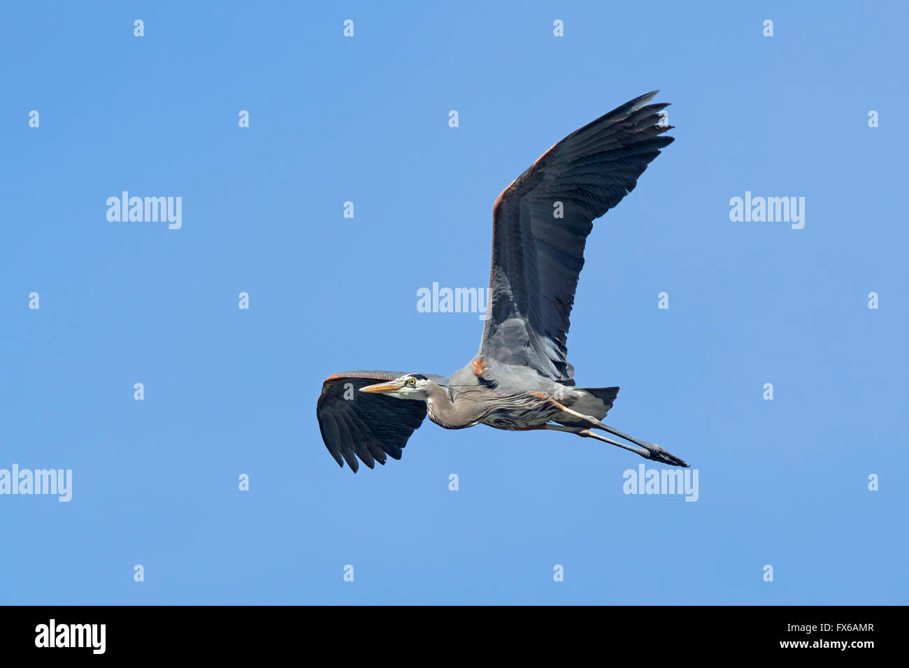 Heron in flight up high. Stock Photo