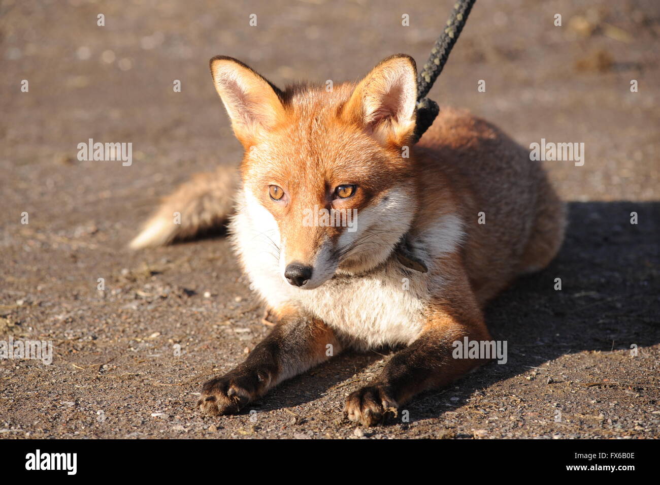 A pet fox on a lead. Stock Photo