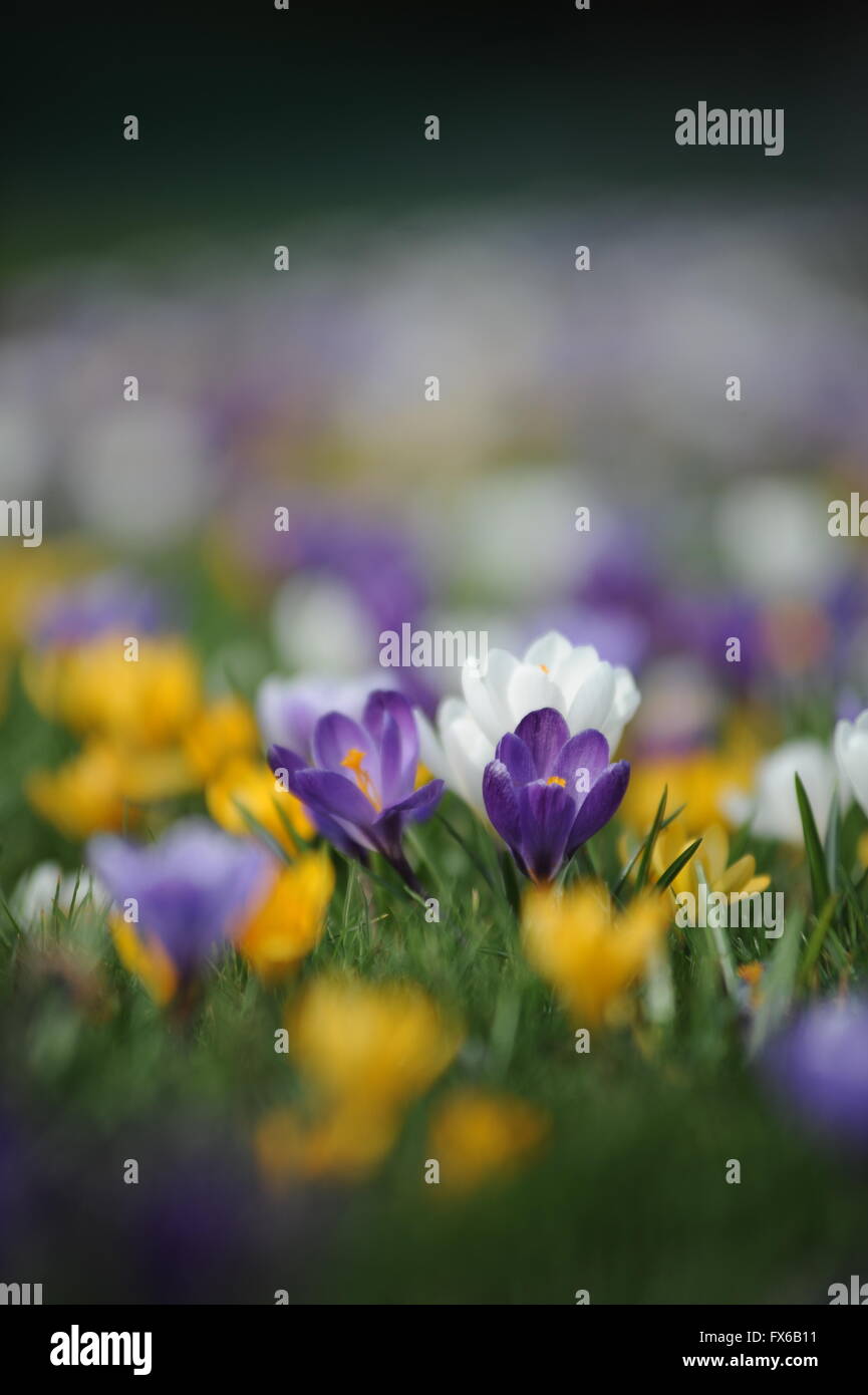 Spring Crocus flowers Stock Photo - Alamy