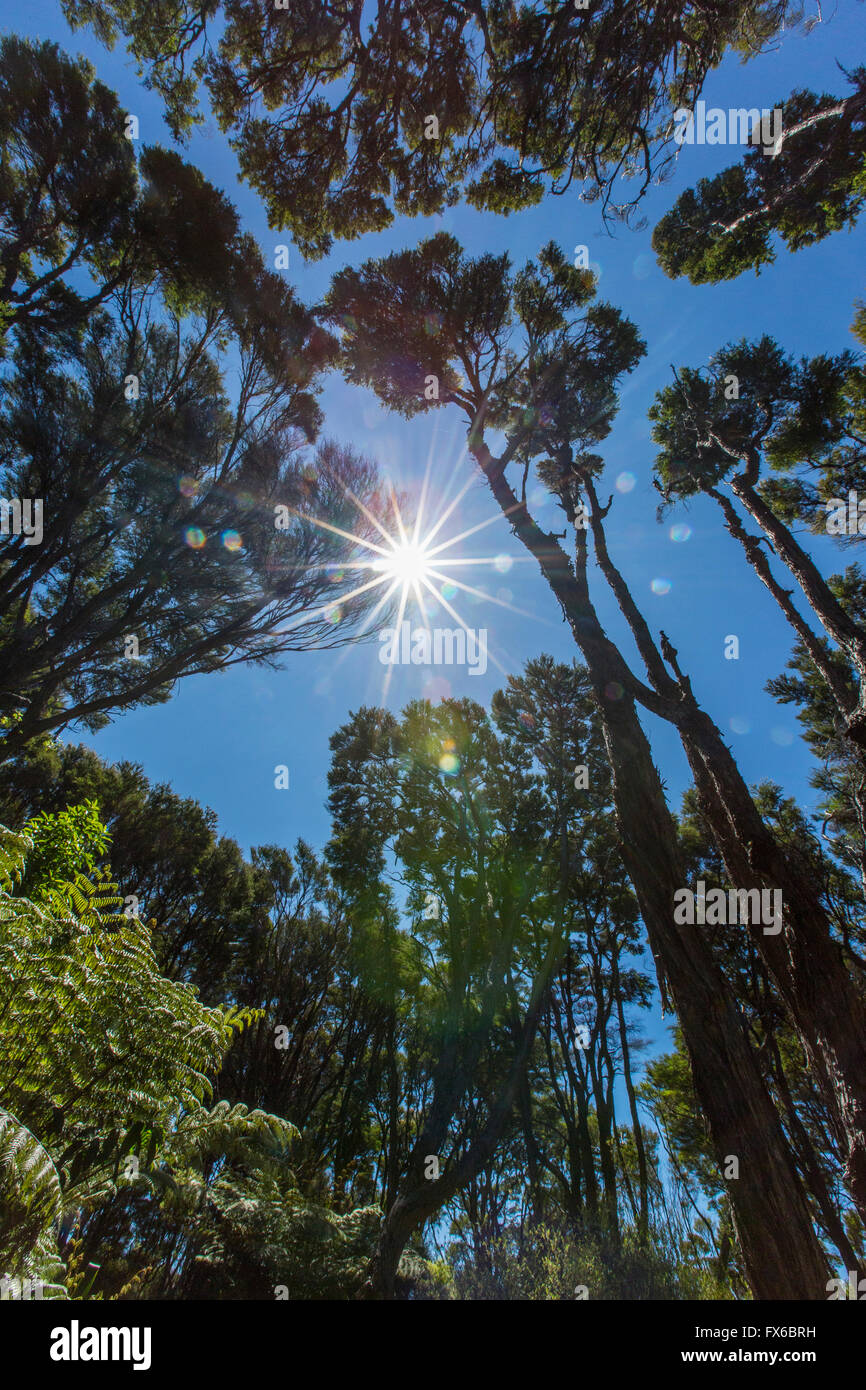 Sunshine over tree canopy in remote jungle Stock Photo