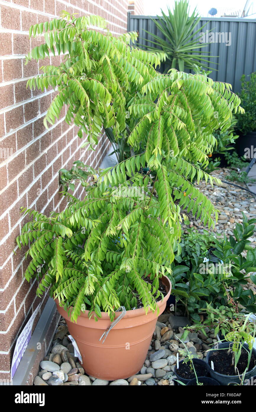 Curry Plant Murraya Koenigii plant against brick wall Stock Photo Alamy