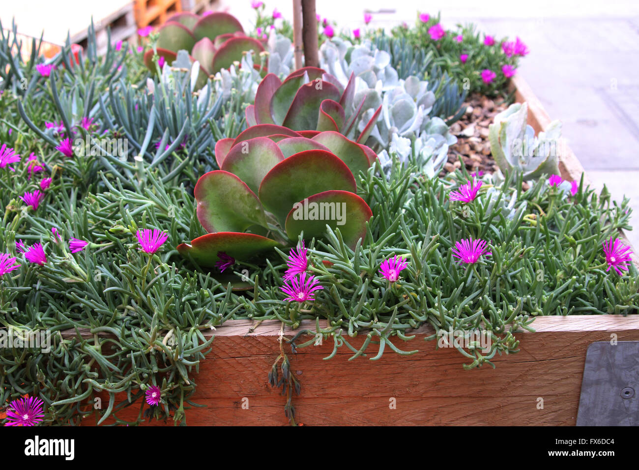 Succulents - Flap Jacks, Pigface growing in garden raised bed Stock Photo