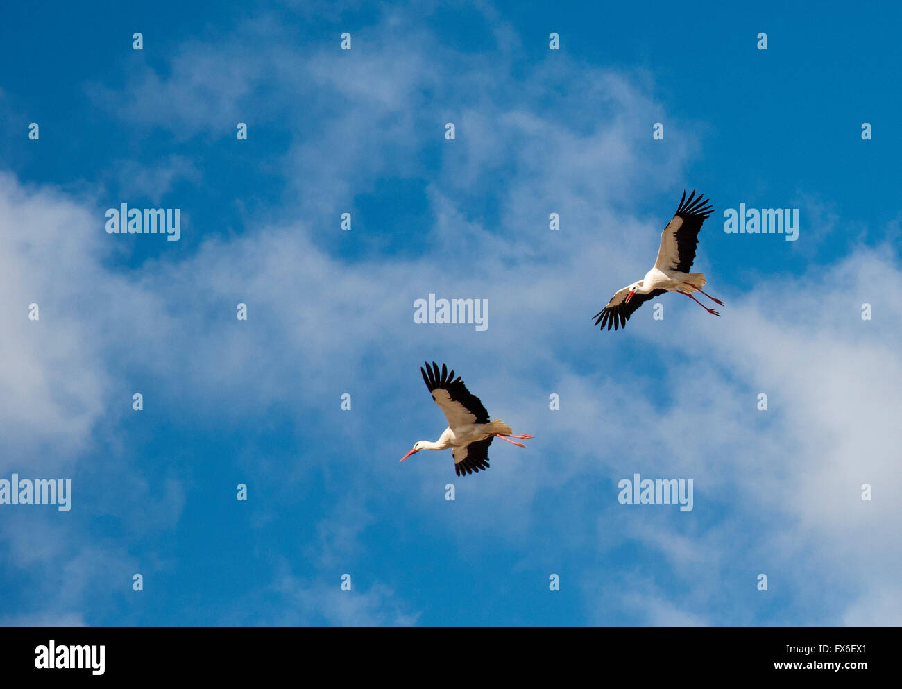 Storks flying over Faro, Algarve, Portugal. Stock Photo