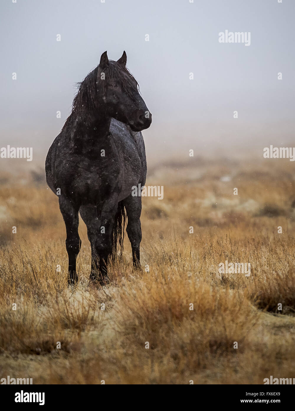 Blackhorse hires stock photography and images Alamy
