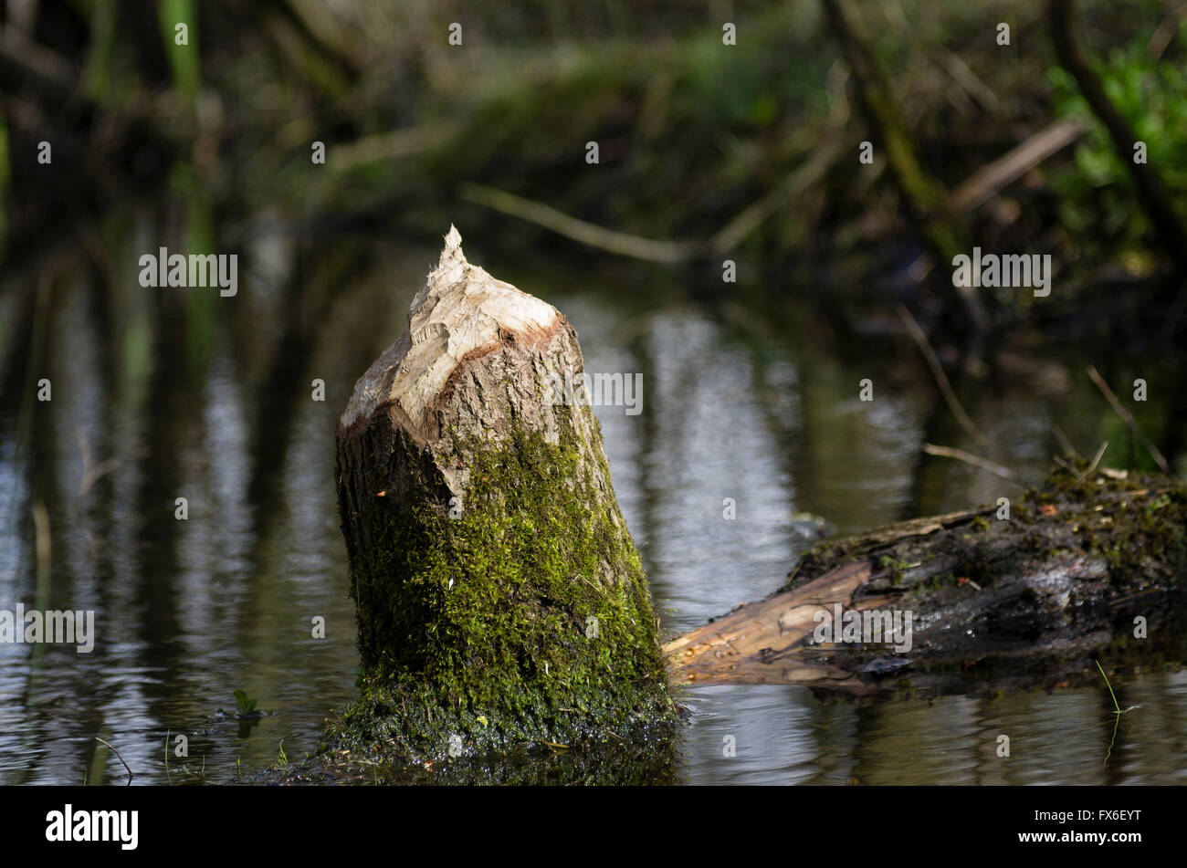Beaver cutting tree hi-res stock photography and images - Alamy