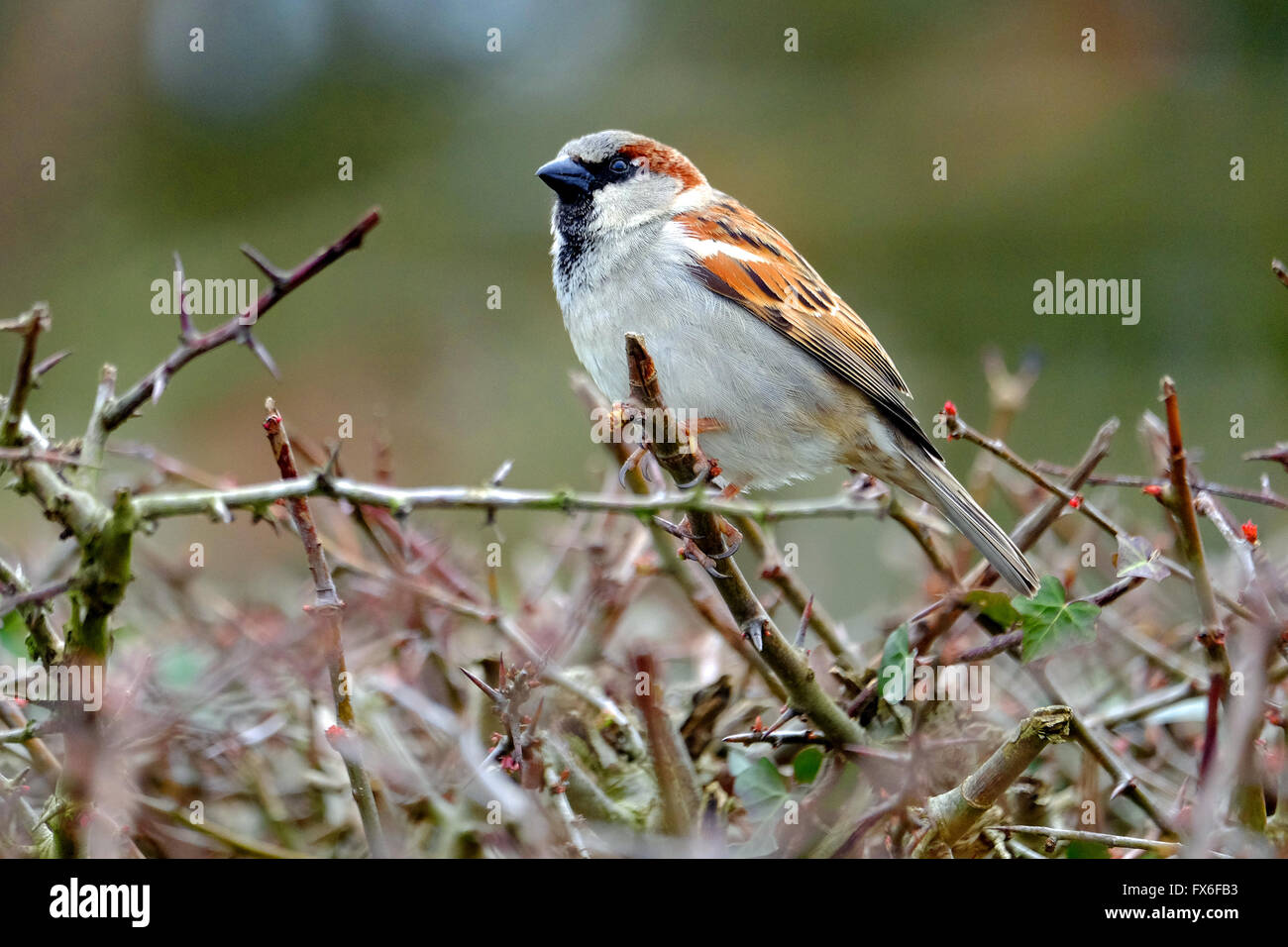 House sparrow, sitting on a hedge in the countryside, in Spring Stock Photo