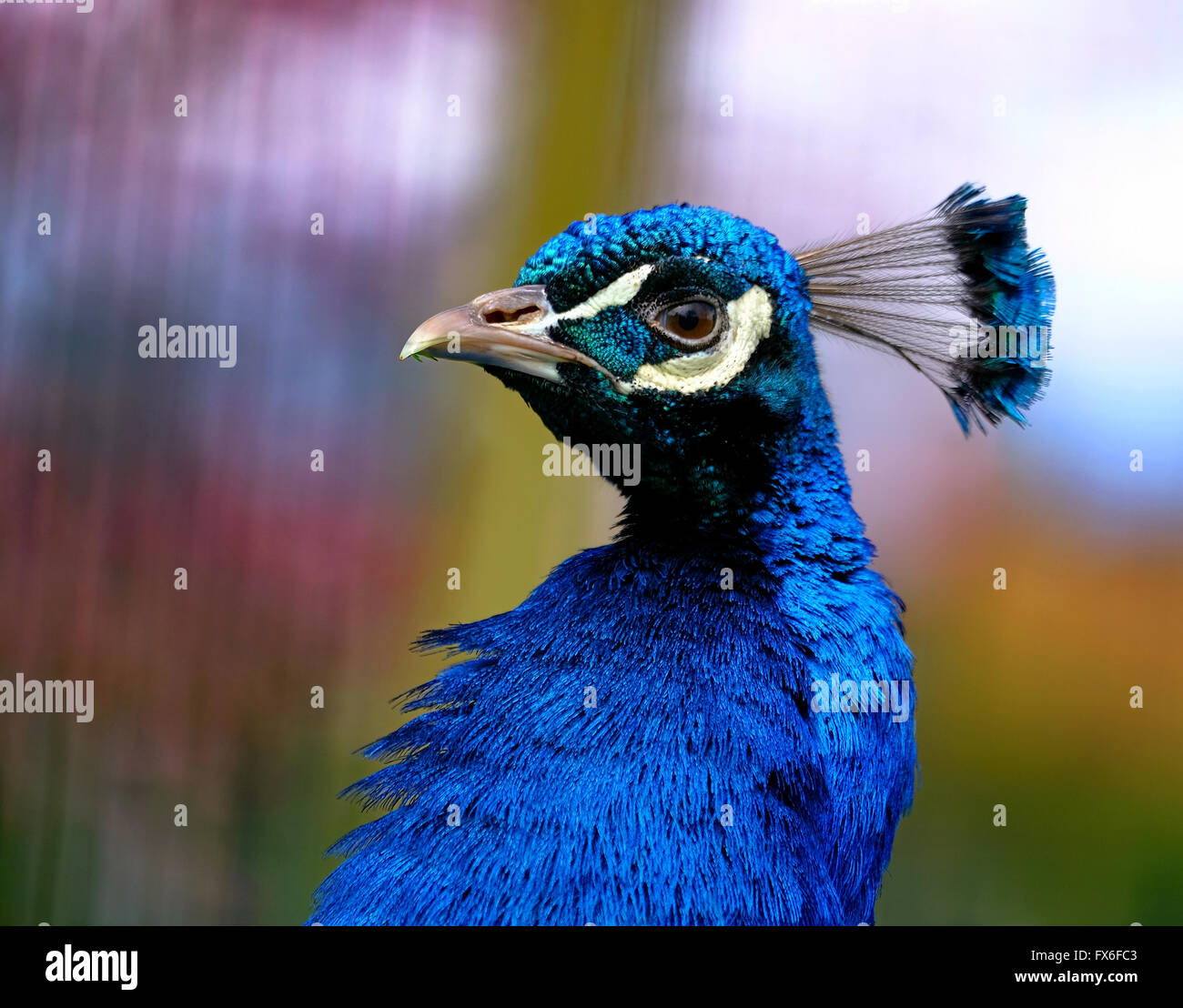 A peackcock in close-up Stock Photo