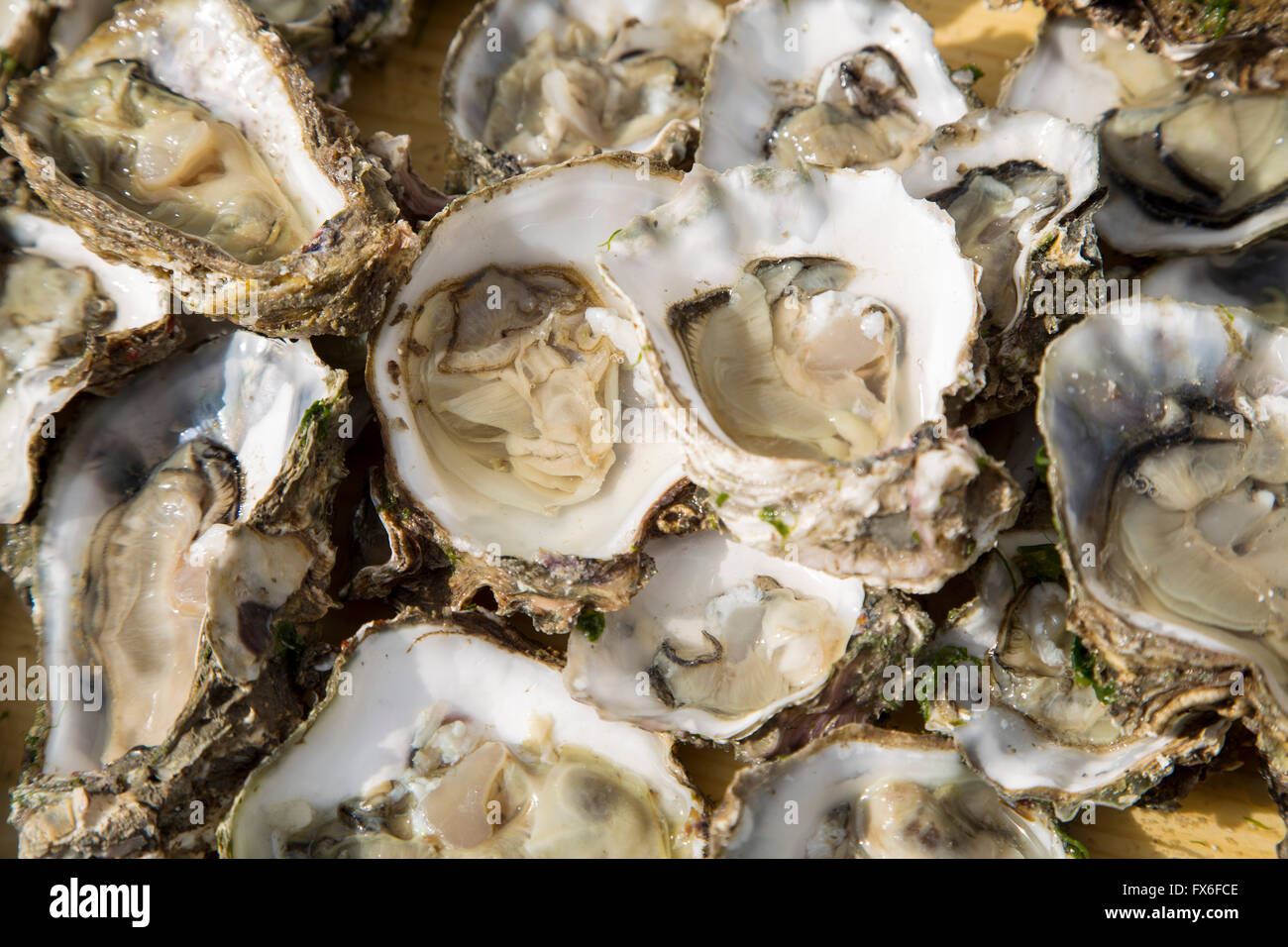 Typical ostiones. Oysters. Cadiz City, Andalusia Spain. Europe Stock Photo