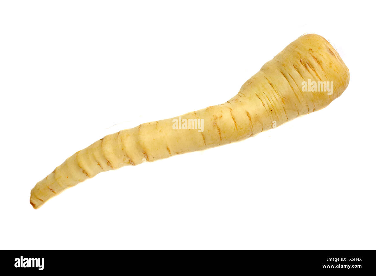 One parsnip photographed against a white background. Stock Photo