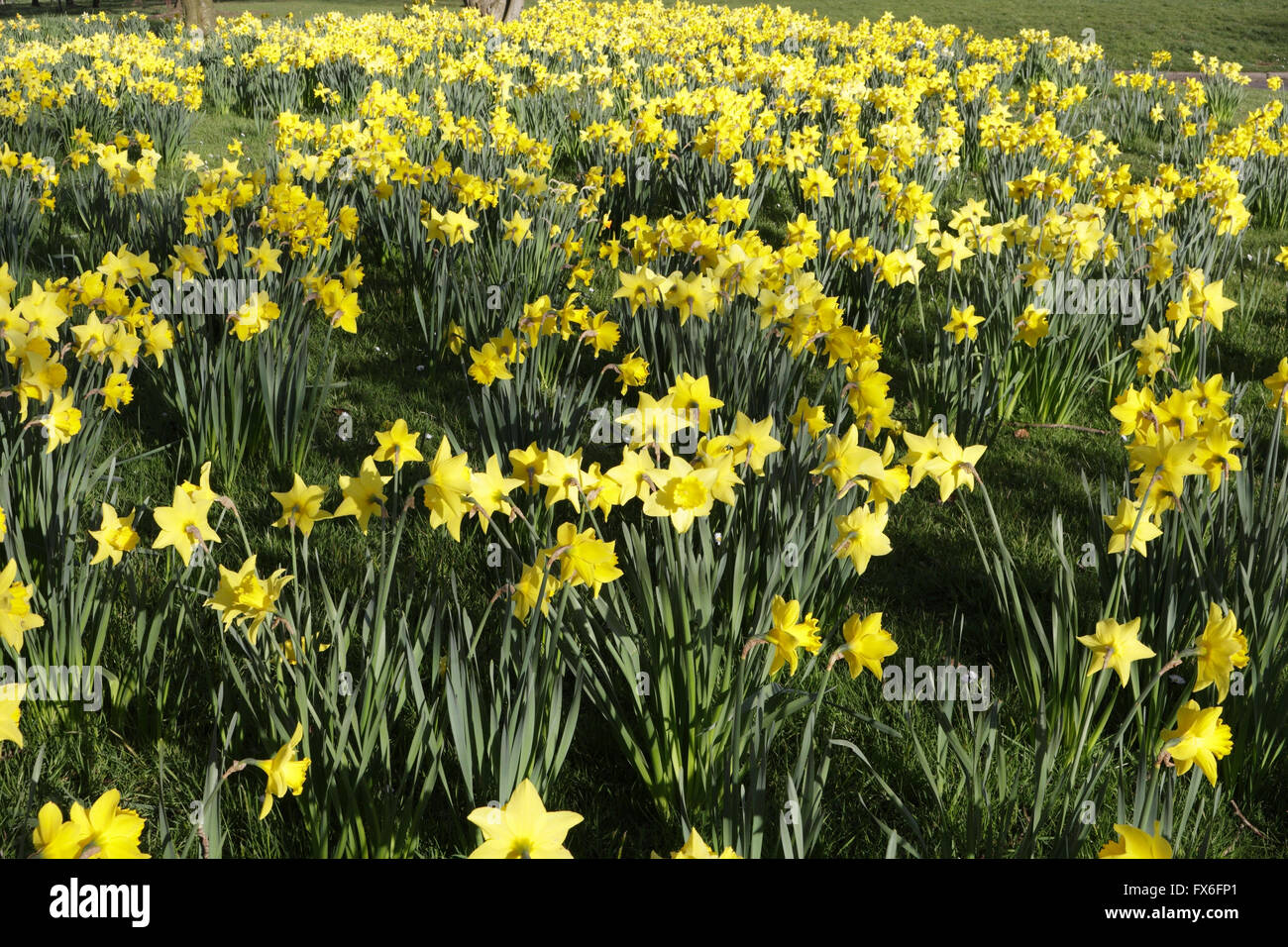 Spring Bloom Yellow Daffodils Flowers Stock Photo
