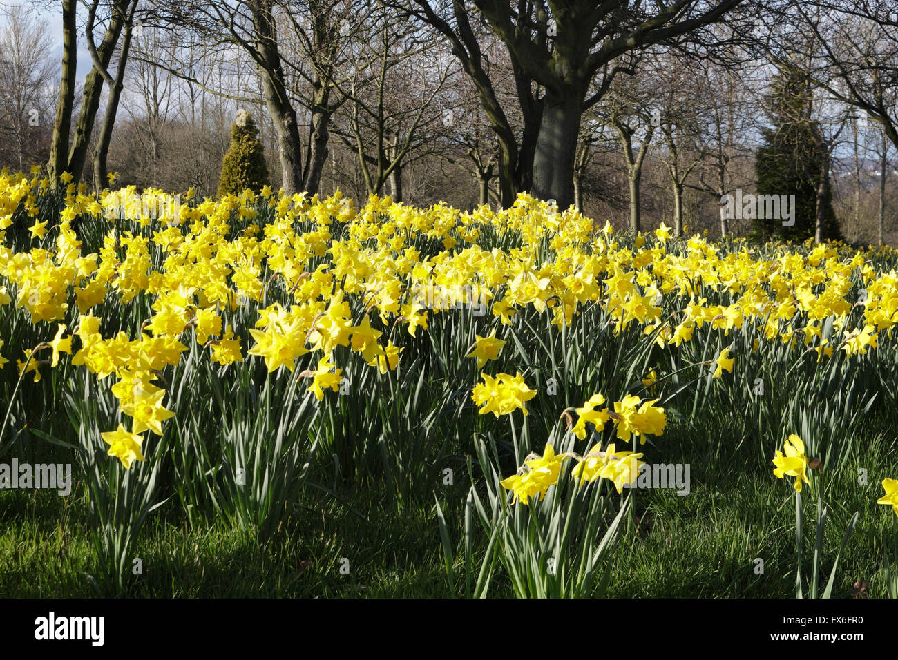 Spring Bloom Yellow Daffodils Flowers Stock Photo