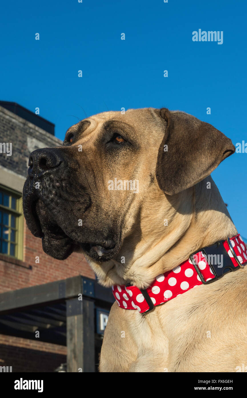english mastiff dog collars