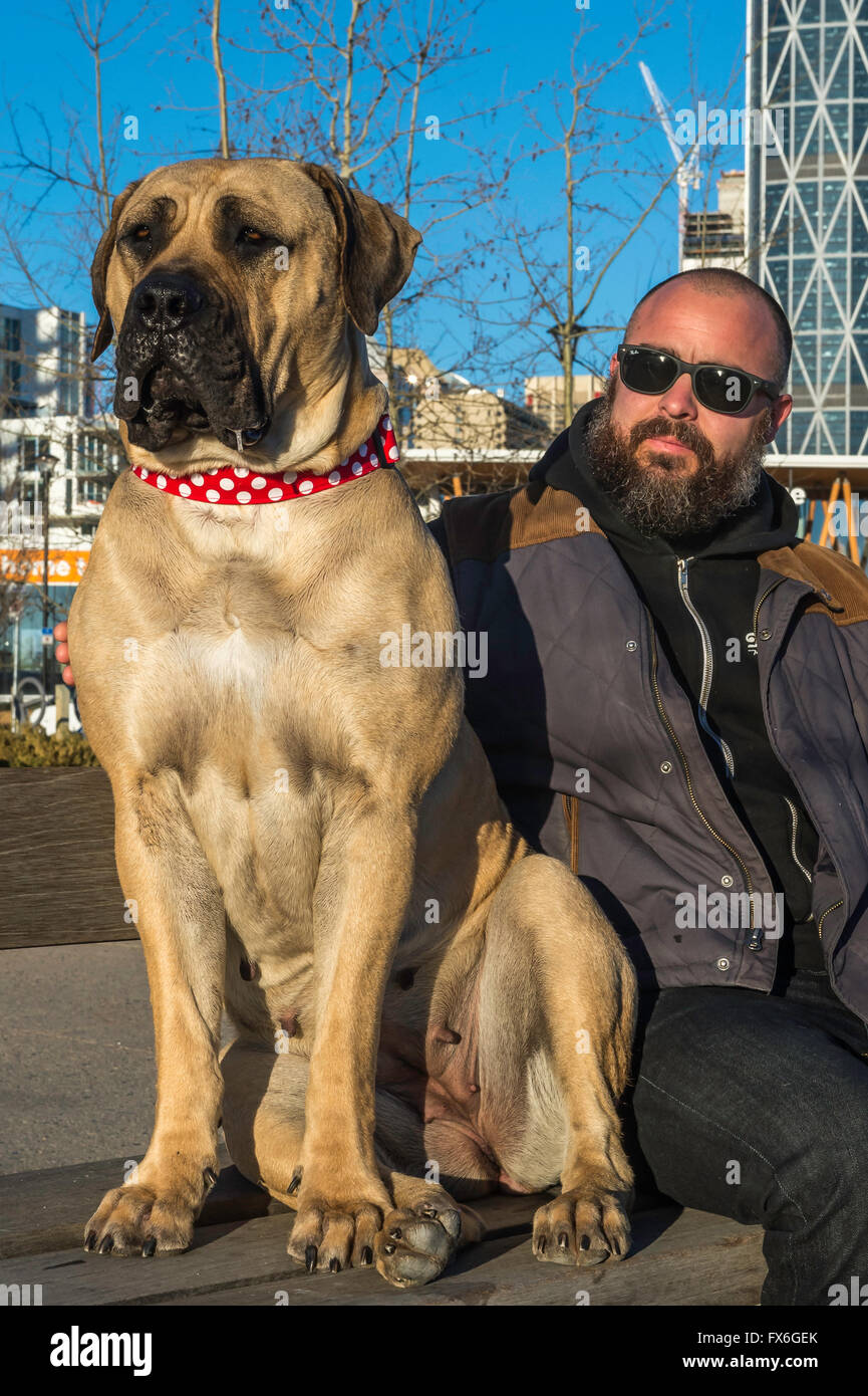 Boerboel Dog High Resolution Stock Photography and Images - Alamy