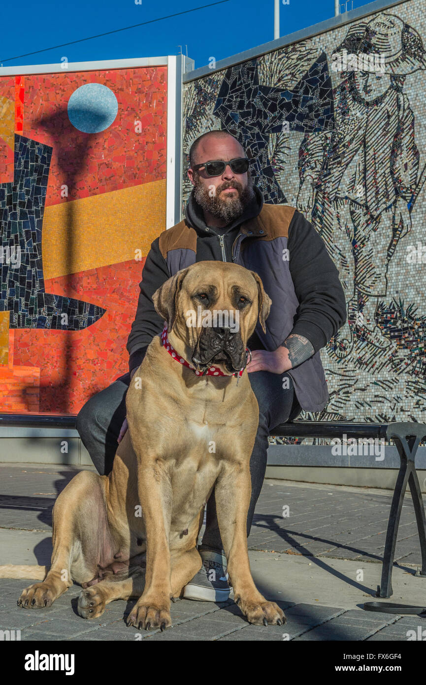 Boerboel mastiff, South African Mastiff, dog, with owner, in front of East Village murals, street art, Calgary, Alberta Stock Photo