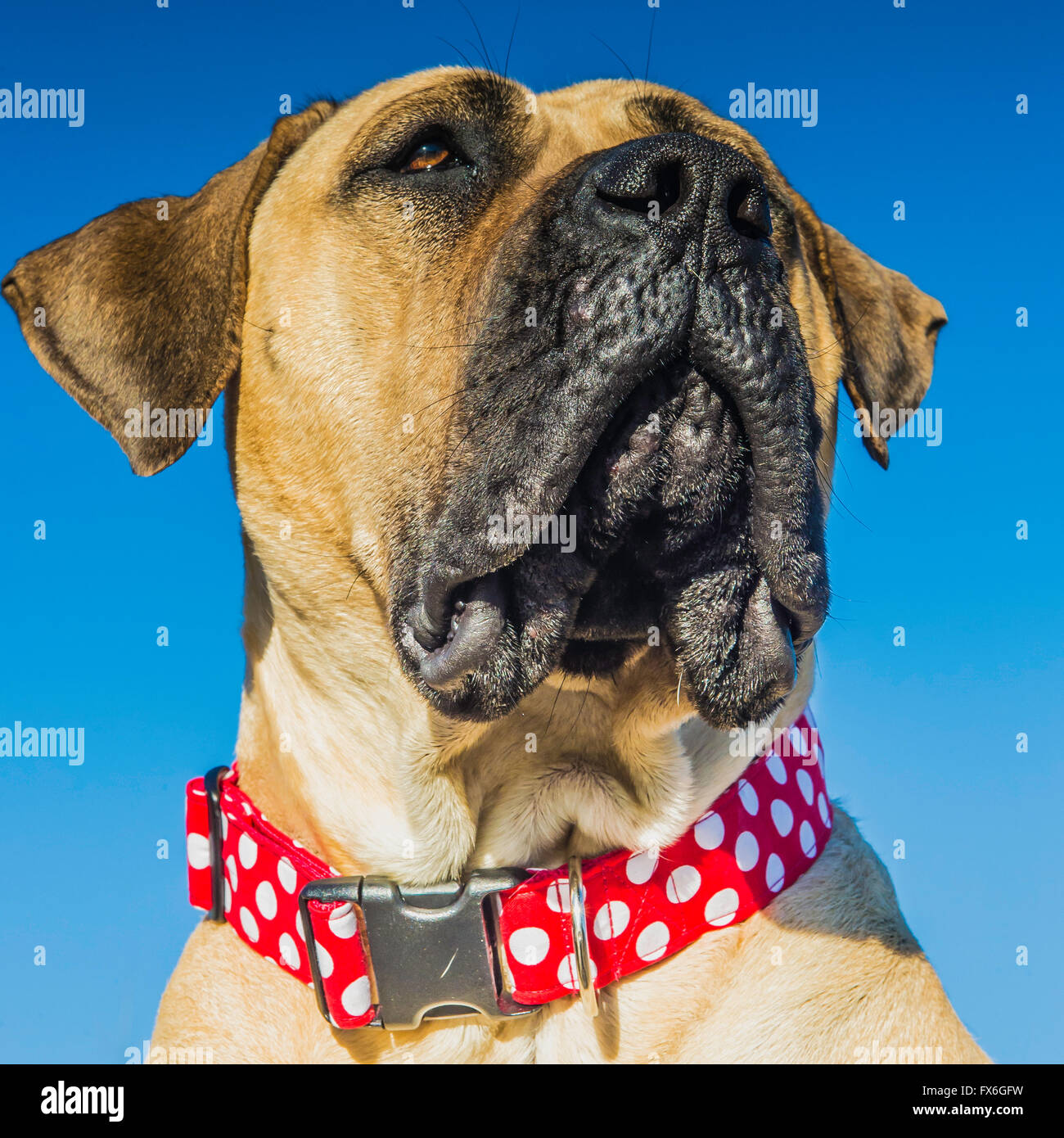 Boerboel mastiff, South African Mastiff, dog, 20 months old, wearing red collar Stock Photo