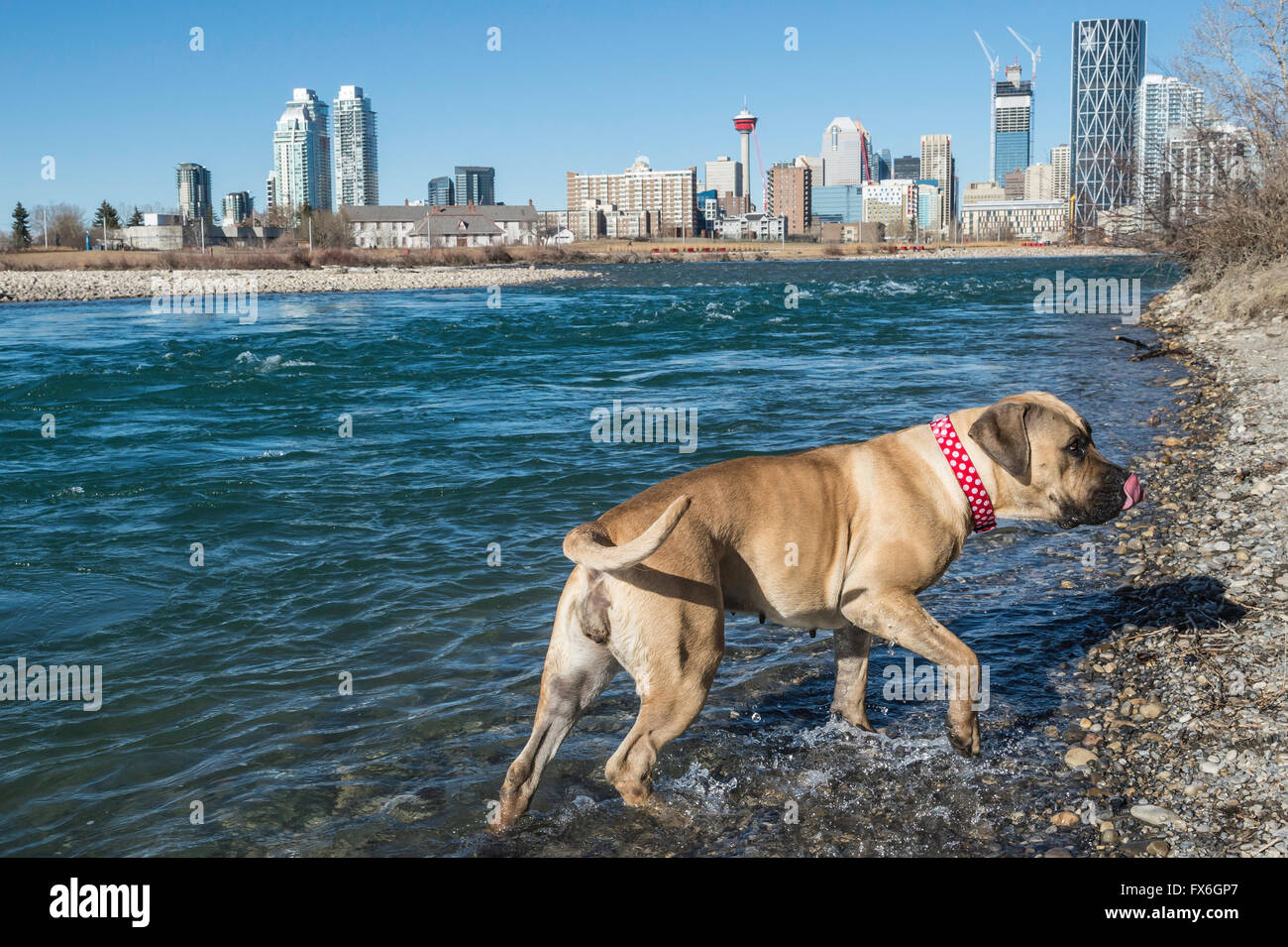 Cityscape boerboels sales