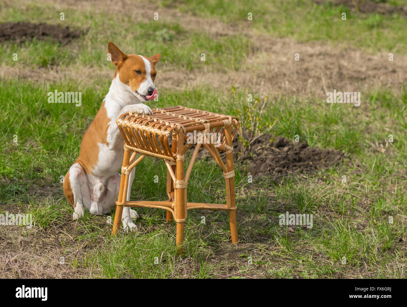 Canine rest in a garden - smart basenji dog shows silly master where to put plate with canine lunch Stock Photo