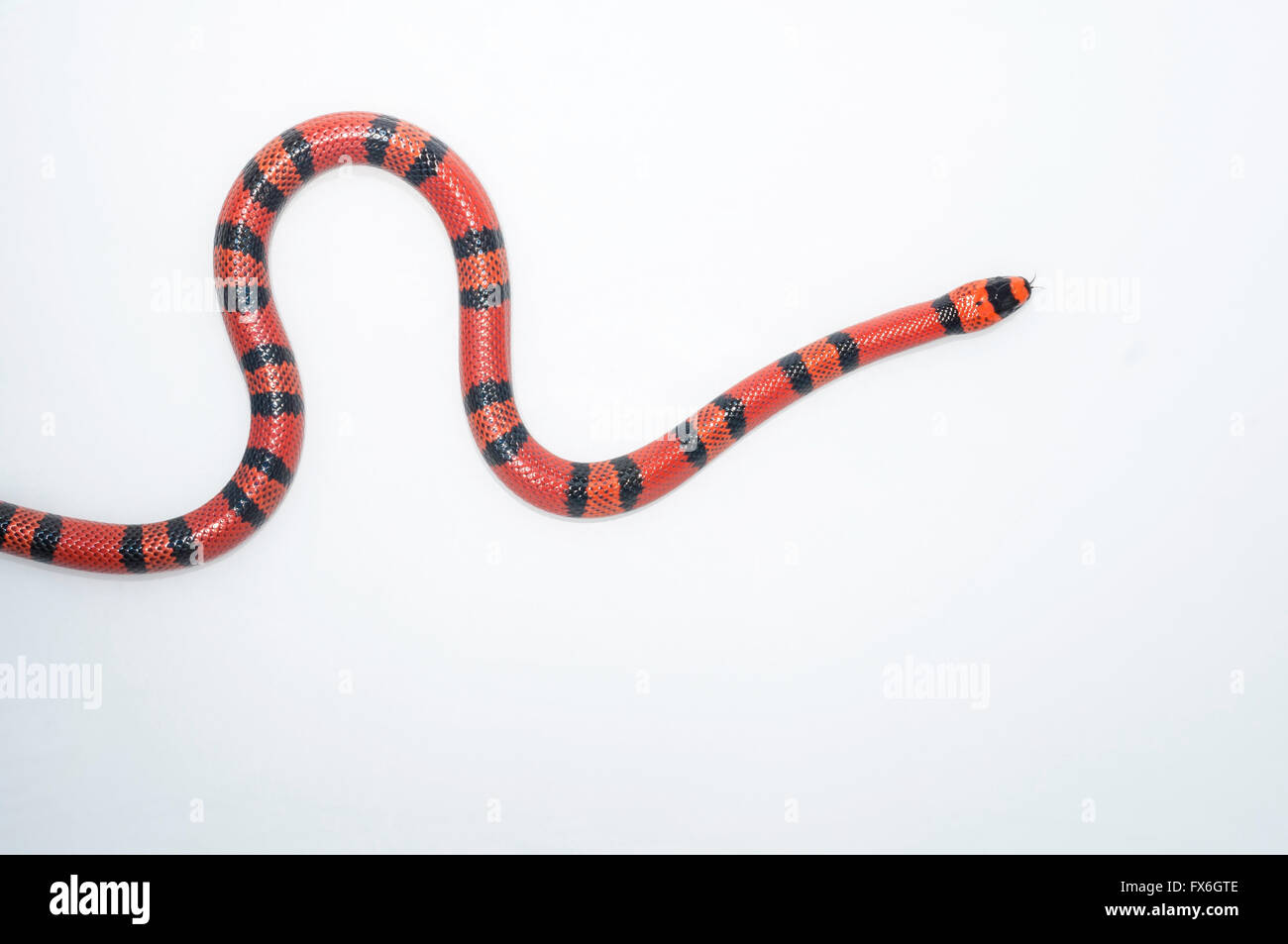 anerythristic honduran milksnake for sale anerythristic honduran milksnake for sale