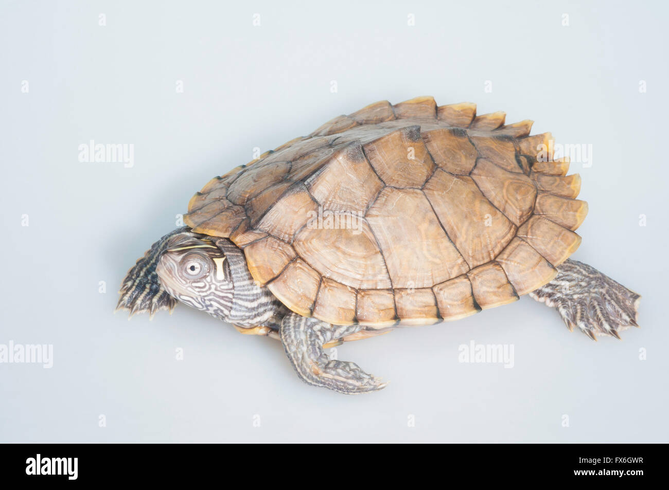 Mississippi map turtle, Graptemys pseudogeographica kohni; native to Mississippi Valley, Illinois to Texas Stock Photo