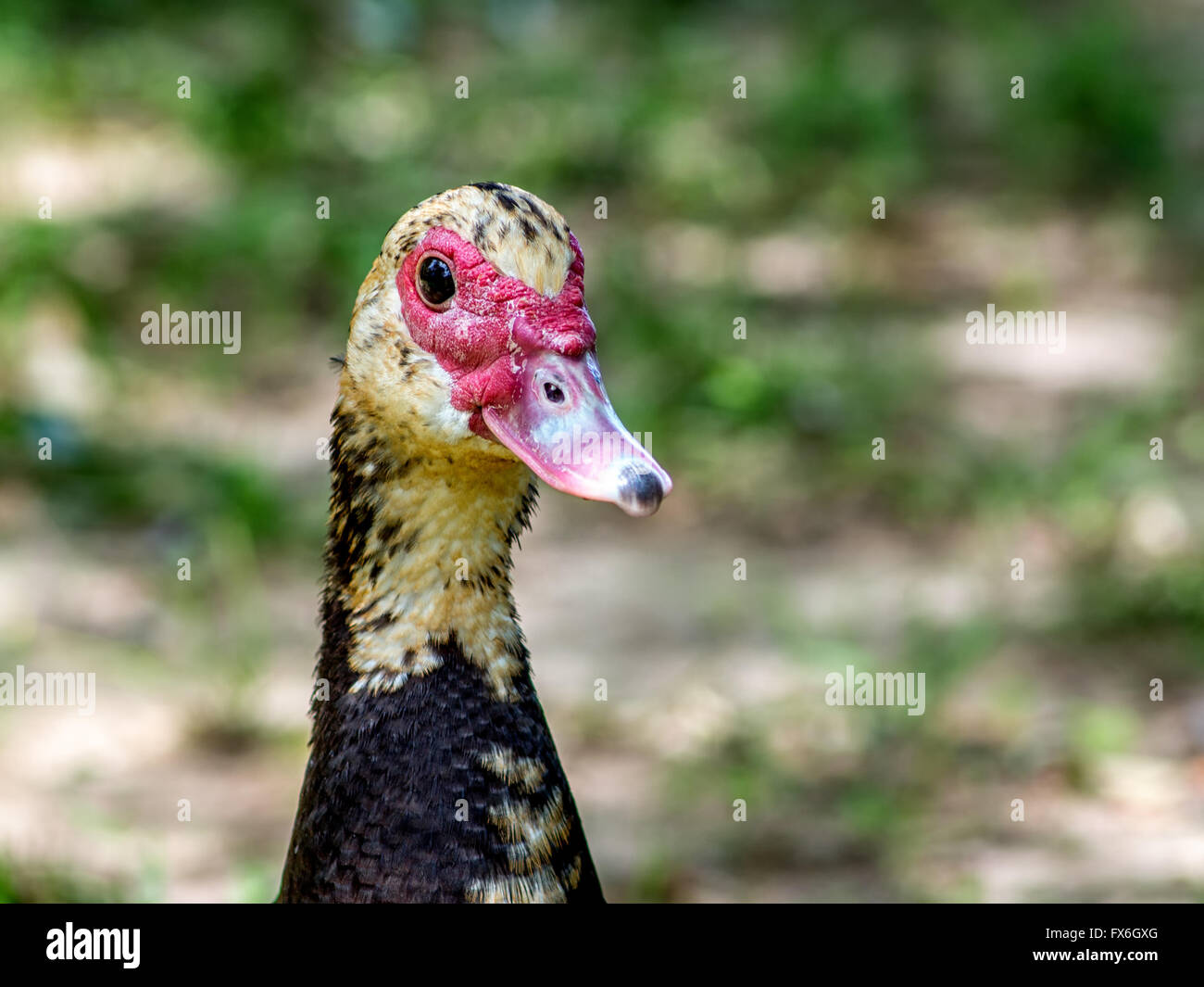 Female Muscovy Duck Portrait Stock Photo - Alamy