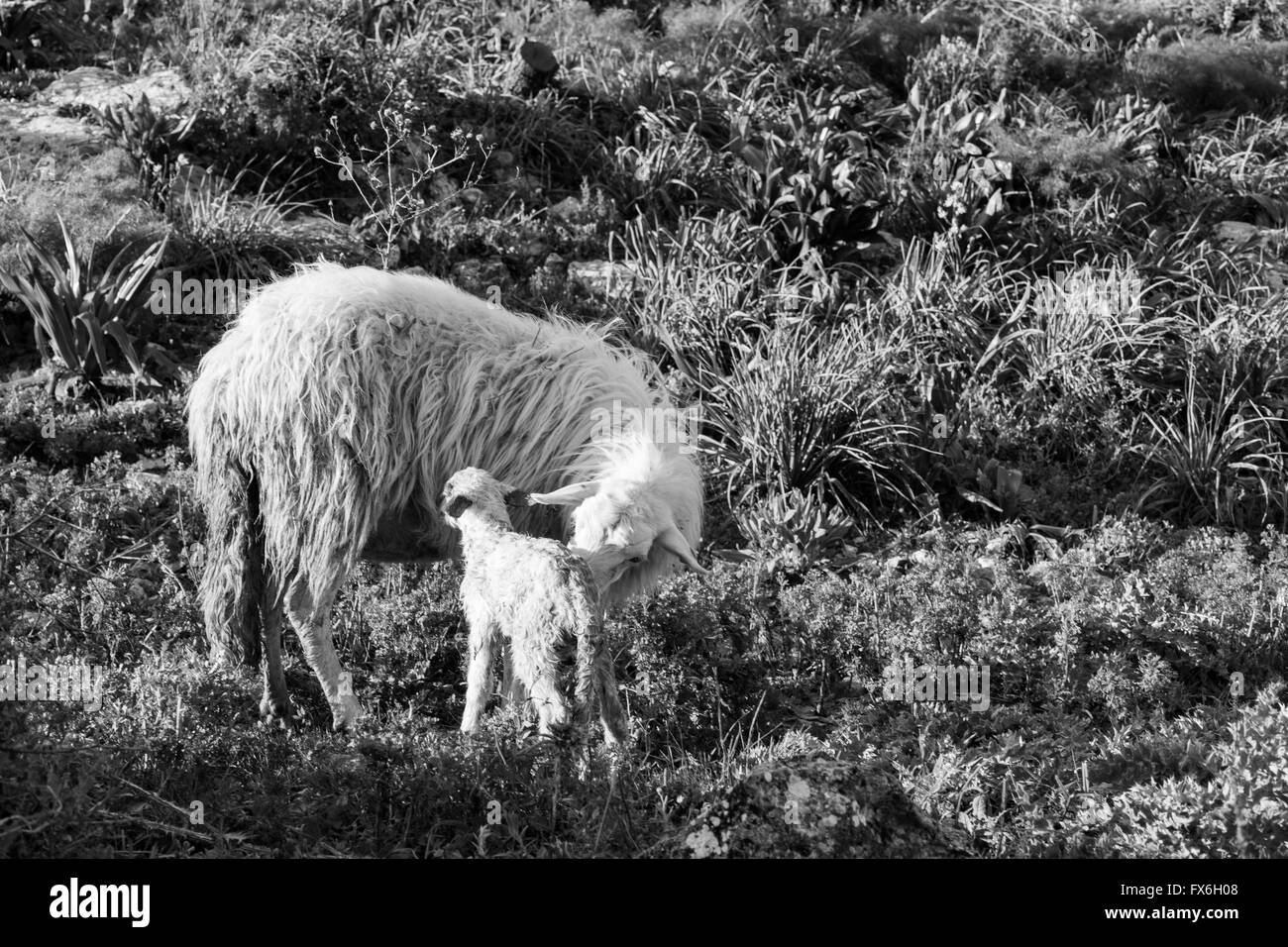 Sheep with newborn lamb, graze. The mother takes care of the baby, concept for all animals in the wild Stock Photo - Alamy Sheep with newborn lamb, graze. The mother takes care of the baby, concept for all animals in the wild Stock Photo - Alamy