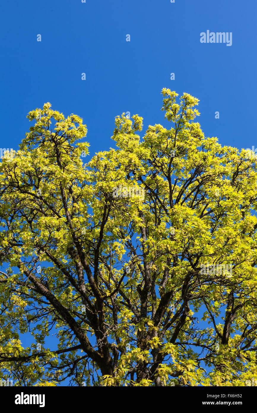 Leaves of a maple tree hi-res stock photography and images - Alamy